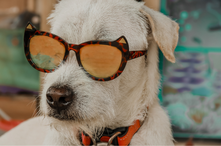 Imagem de um cachorro usando óculos espelhados e uma gravata