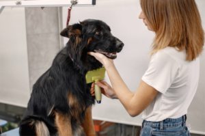 Foto de um cachorro preto sendo cuidado por uma profissional de banho e tosa