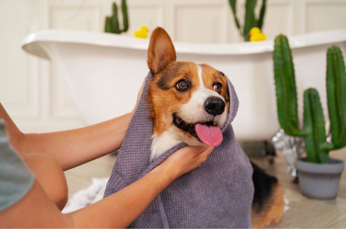 Foto de um cachorro da raça corgi sendo cuidado em um banho e tosa