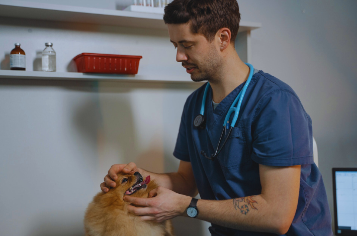 Foto de um veterinário examinando um lulu da Pomerânia em uma clínica veterinária