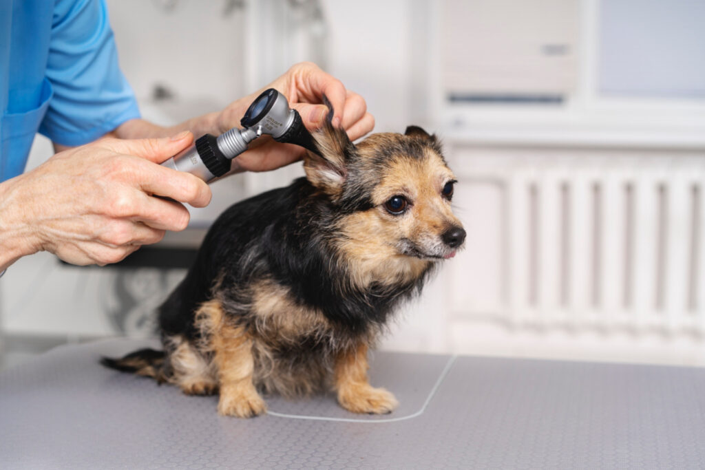Foto de um cachorrinho recebendo tratamento especial em banho e tosa