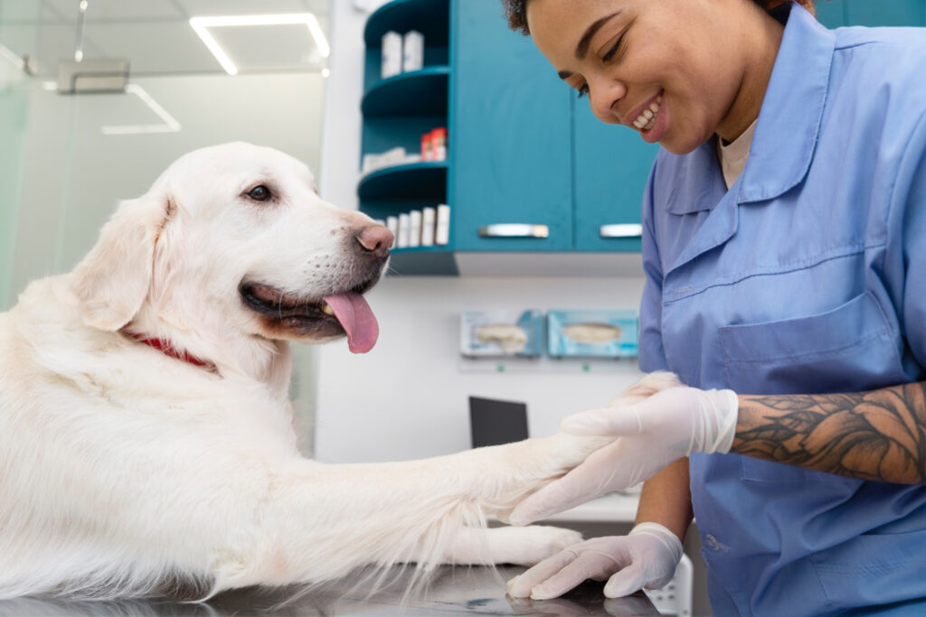 Foto de uma veterinária atendendo um cachorro