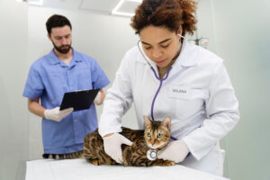 Veterinária e seu assistente atendendo um gato