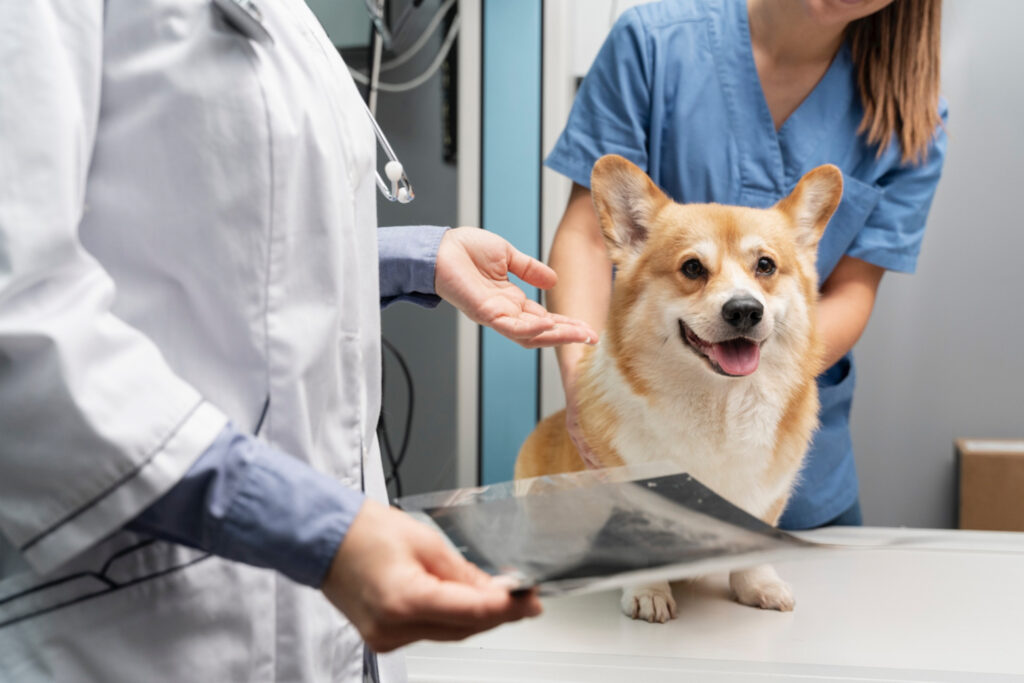 cachorro corgi sendo atendido por um veterinário e sua assistente