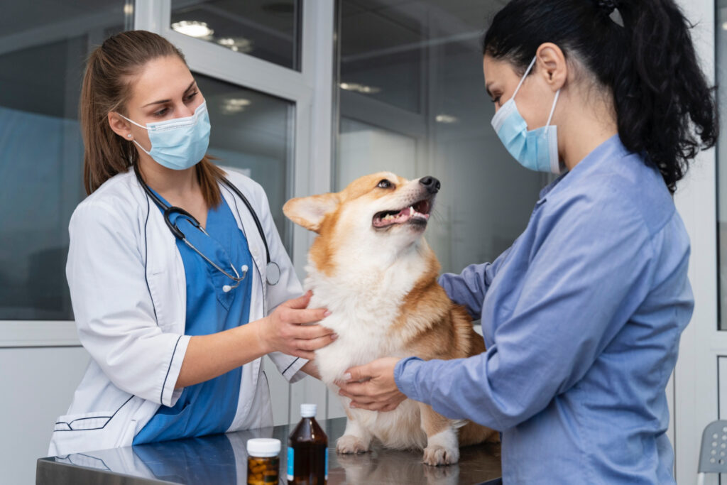 Uma veterinária atendendo um cachorro, junto da dona