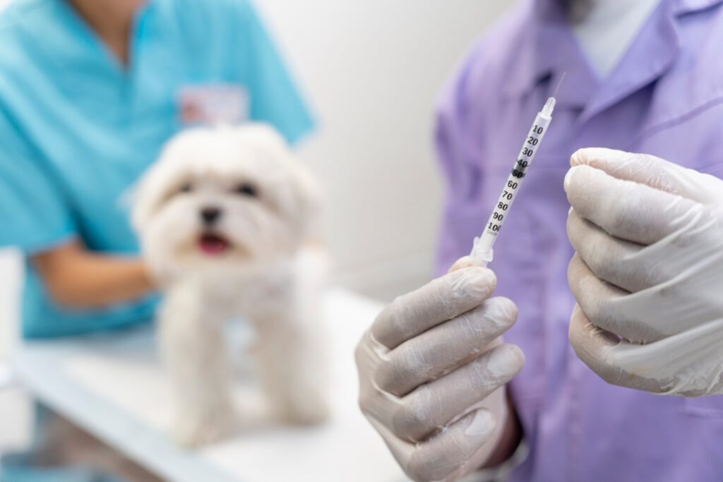 Um veterinário prestes a aplicar injeção em um cachorro