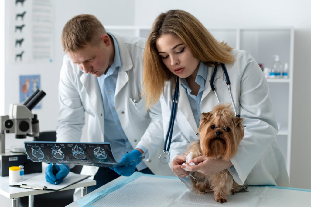 foto de uma equipe veterinária atendendo um cachorro yorkshire
