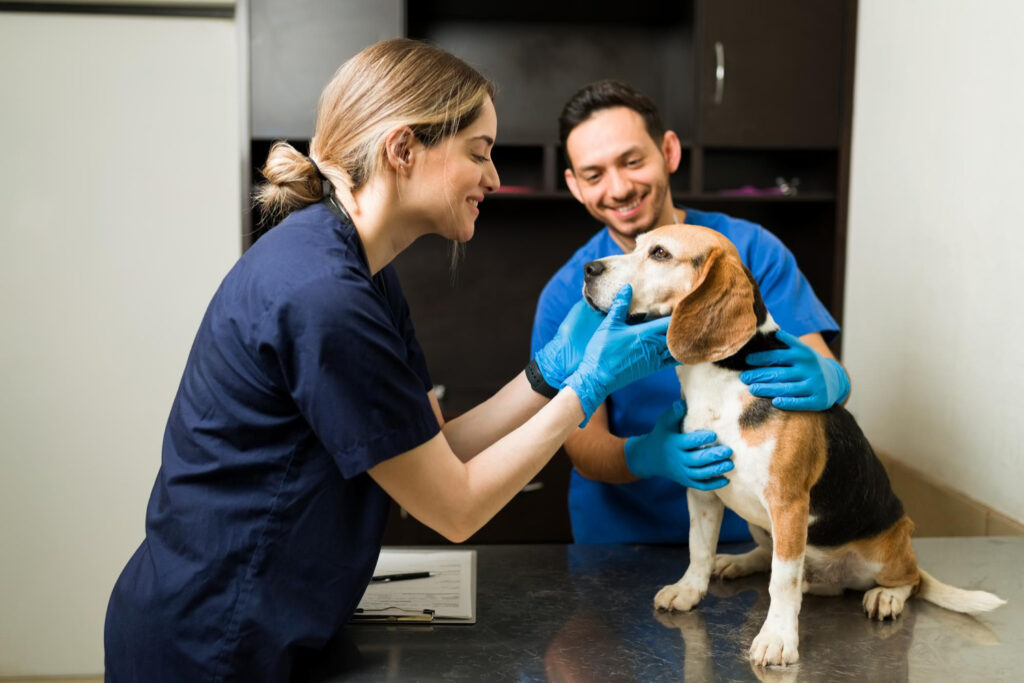 Uma equipe veterinária atendendo um beagle