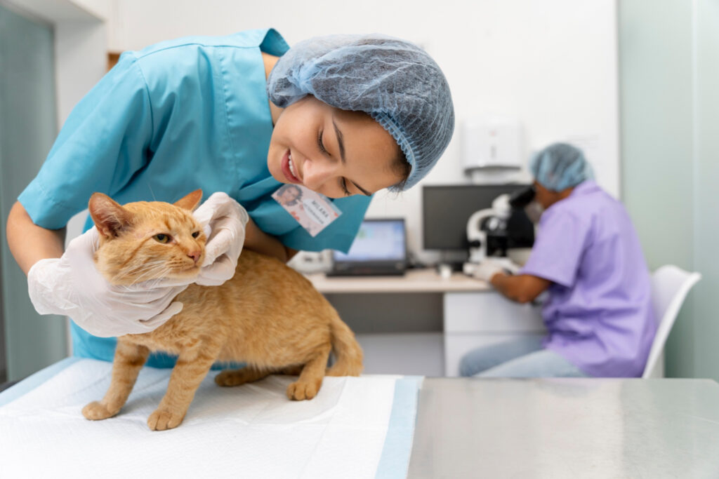Foto de uma veterinária cuidando de um gato