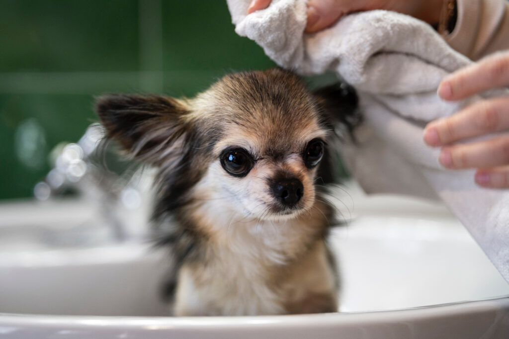 Foto ilustrativa de um chihuahua tomando banho