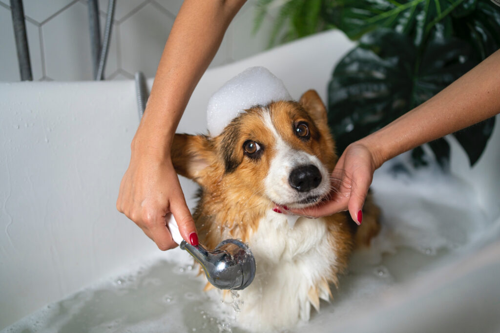 Foto de um corgi tomando banho, para ilustrar o artigo sobre como lidar com períodos de baixa demanda em banho e tosa