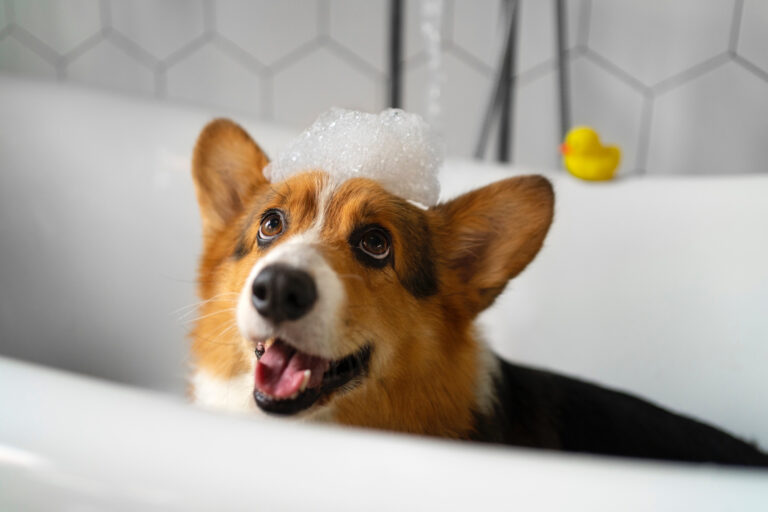 Foto de um corgi tomando banho, para ilustrar o artigo sobre os benefícios do banho e tosa