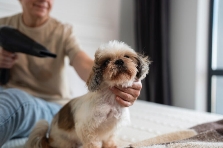 Foto de um cachorro sendo tosado, para ilustrar o artigo sobre estilos de tosa