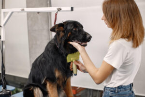 Foto ilustrativa de um cachorro sendo tosado, para ilustrar o artigo sobre legislação de banho e tosa