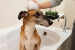 Foto de um cachorro tomando banho, para ilustrar o artigo sobre os maiores erros cometidos em empresas de banho e tosa