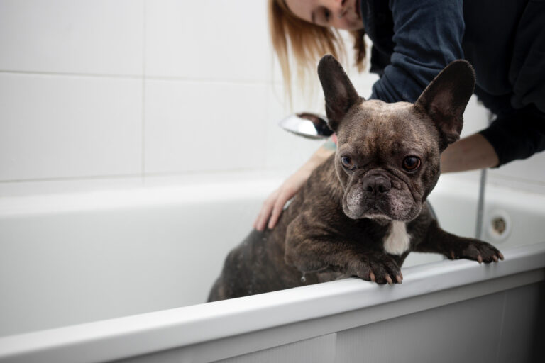 Foto de um cachorro sendo banhado, para ilustrar o artigo sobre mitos comuns de banho e tosa
