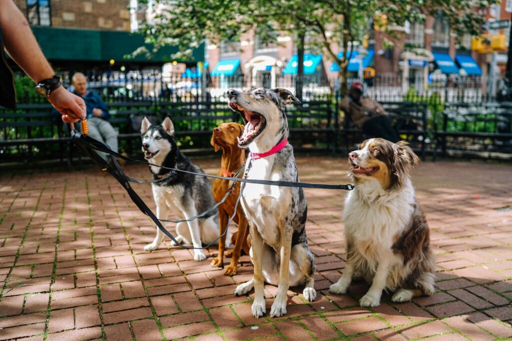 Foto de cachorros em um parque