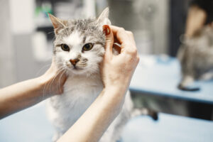 Foto de um gato sendo acariciado, para ilustrar o artigo sobre as diferenças entre tosa de cães e gatos