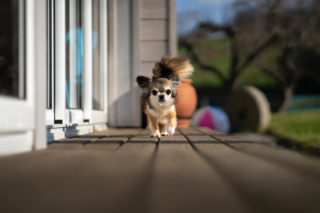 foto de um cachorro na frente de casa para ilustrar o post sobre como atrair clientes para um hotel pet