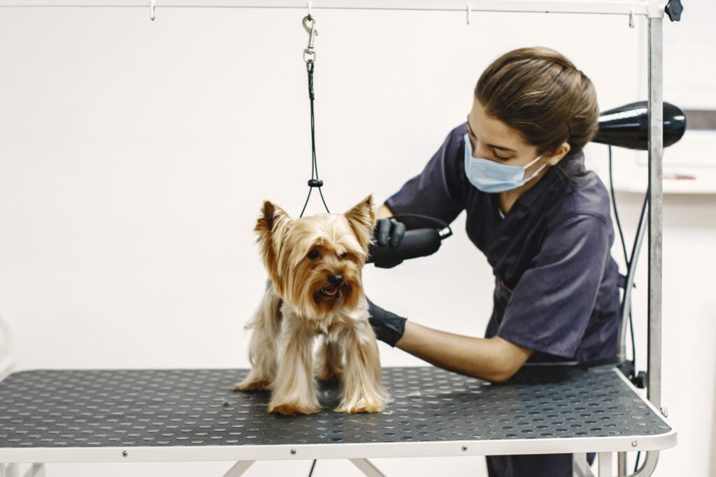 Foto de um cachorro sendo tosado, para ilustrar o artigo sobre inovações tecnológicas para banho e tosa