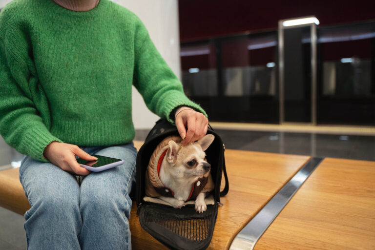 Foto ilustrativa de uma mulher e seu cachorro em um hotel pet